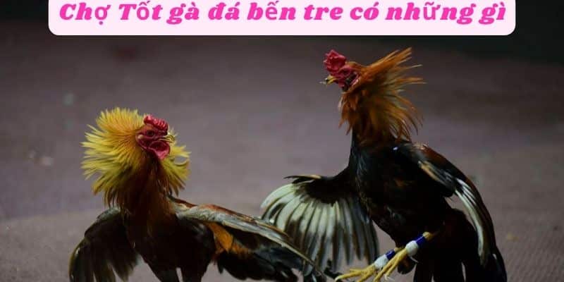 Chợ tốt gà đá bến tre có những gì