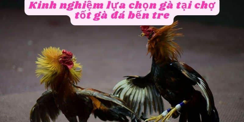 Kinh nghiệm lựa chọn gà đá chợ tốt bến tre hiệu quả