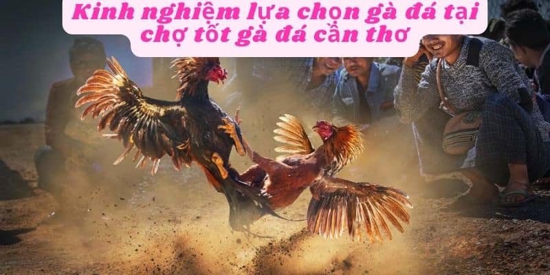 Kinh nghiệm lựa chọn gà đá hiệu quả