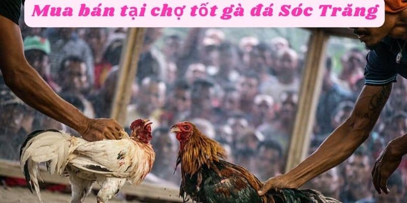 Mua bán tại chợ tốt gà đá sóc trăng