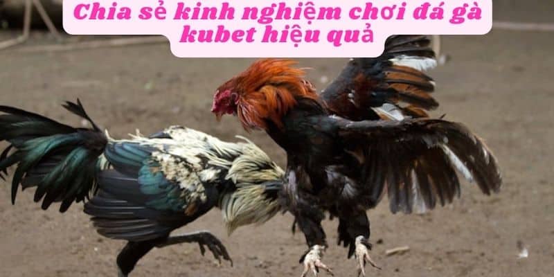 Chia sẻ kinh nghiệm chơi đá gà kubet hiệu quả