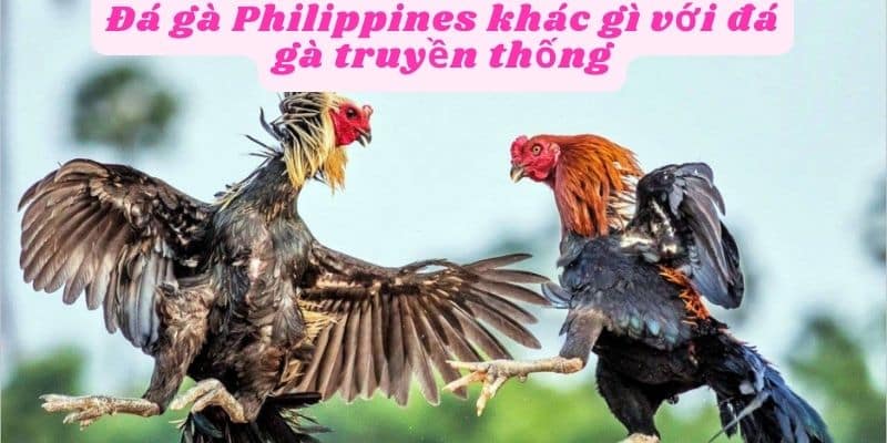 Điểm khác biệt đá gà Philippines với truyền thống