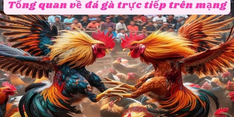 Tổng quan về đá gà trực tiếp